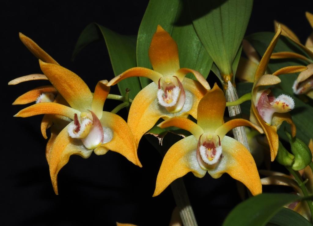 Dendrobium fleckeri