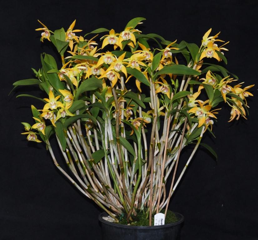 Dendrobium fleckeri