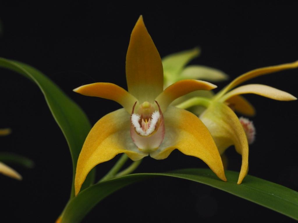 Dendrobium fleckeri - photo 2