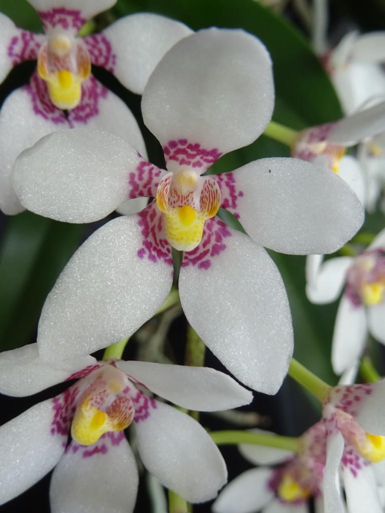 Sarcochilus fitzgeraldii