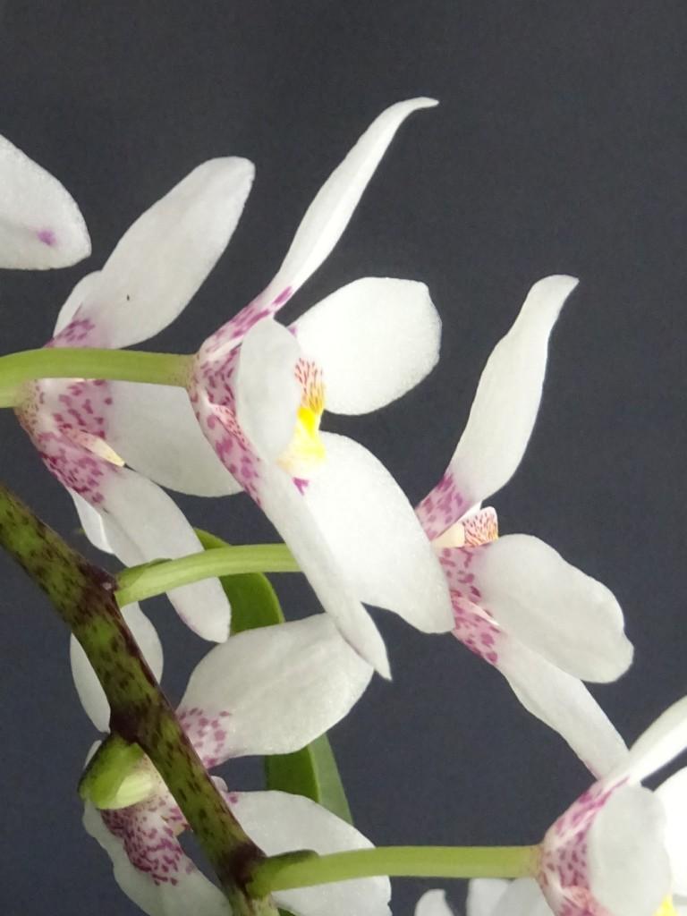 Sarcochilus fitzgeraldii - photo 2