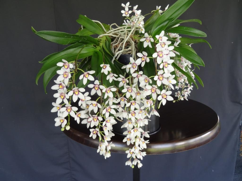 Sarcochilus fitzgeraldi