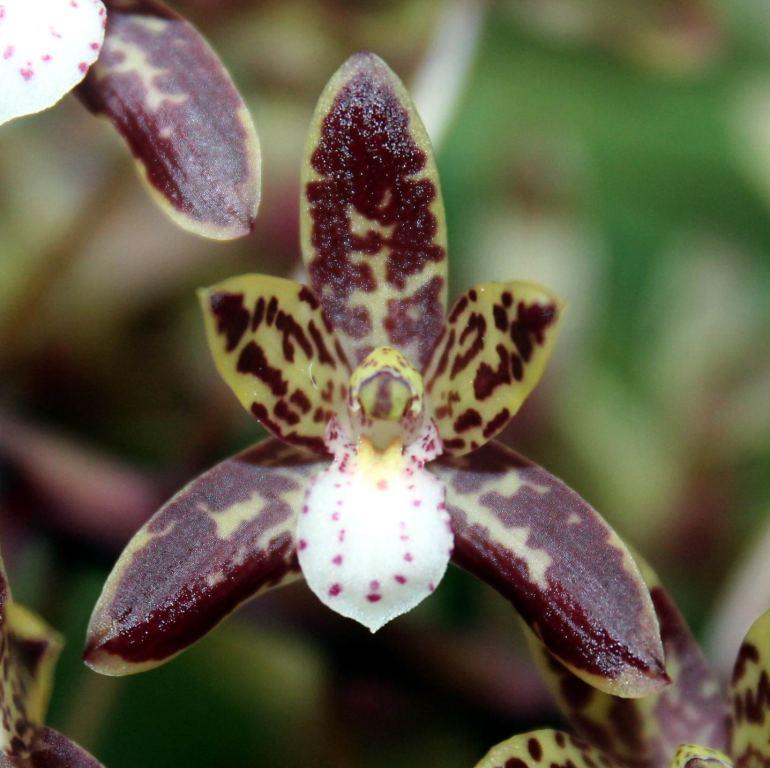 Cymbidium canaliculatum