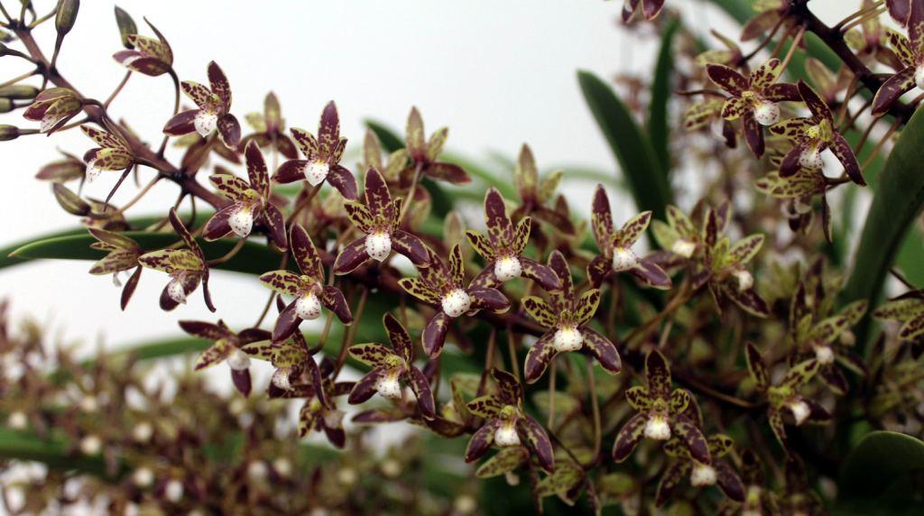 Cymbidium canaliculatum - photo 2