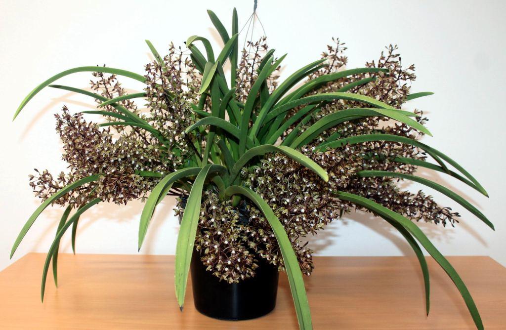 Cymbidium canaliculatum
