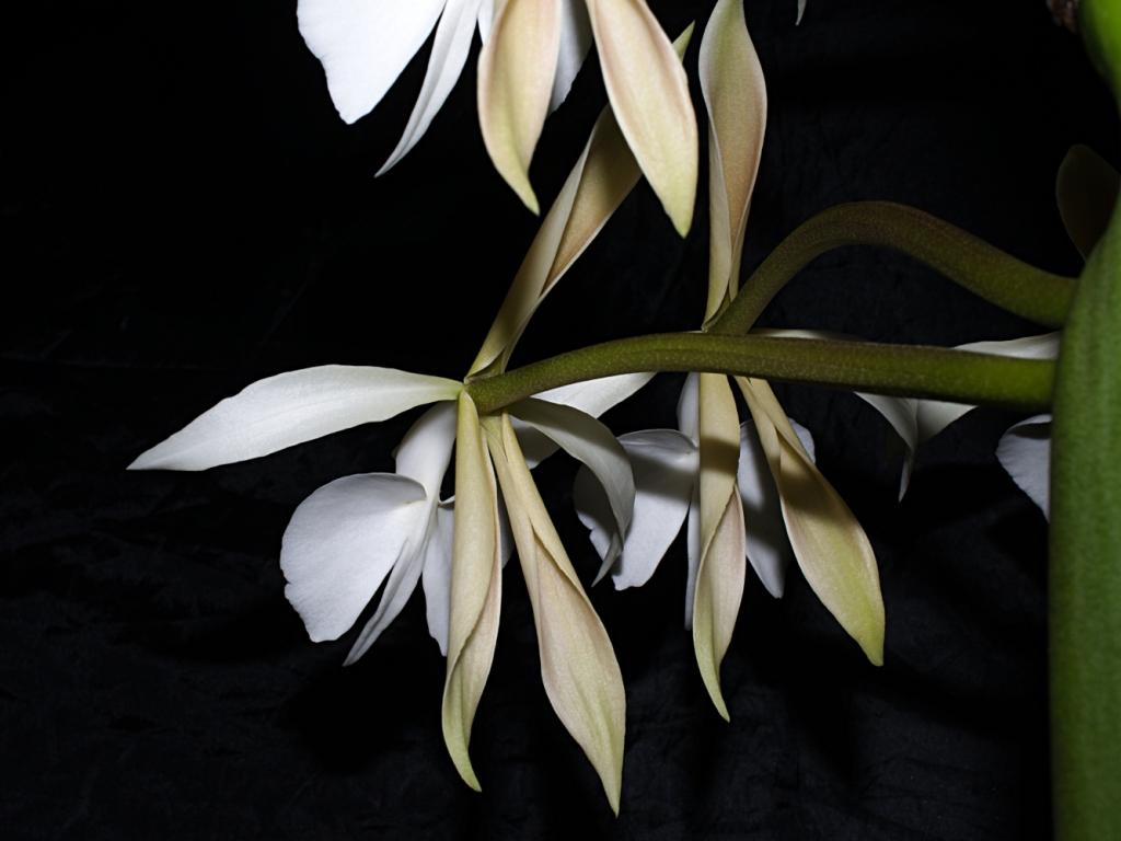 Epidendrum falcatum - photo 2