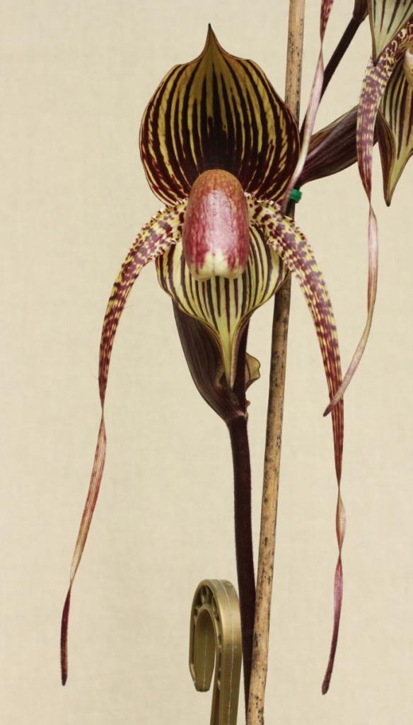 Paph Johanna Burkhardt