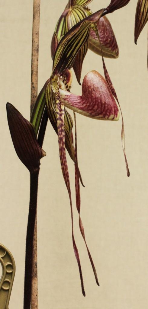 Paphiopedilum Johanna Burkhardt - photo 2