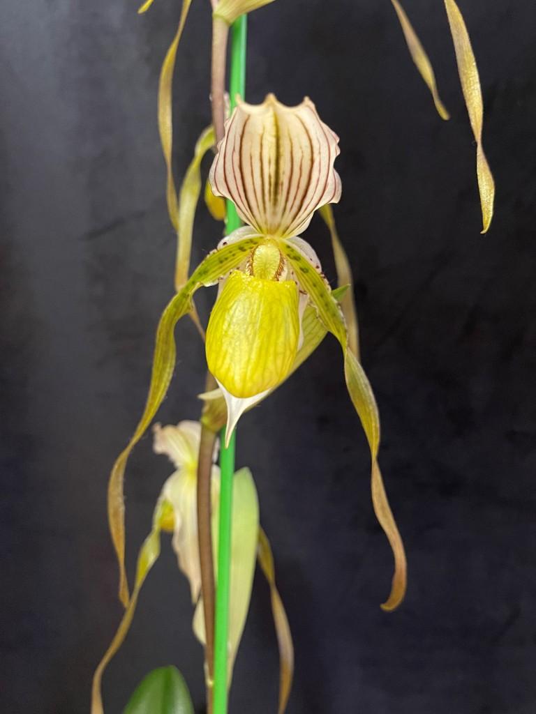 Paph Temptation