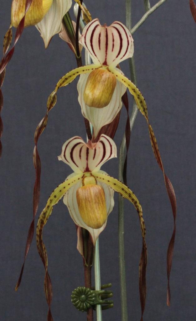 Paph Mount Toro