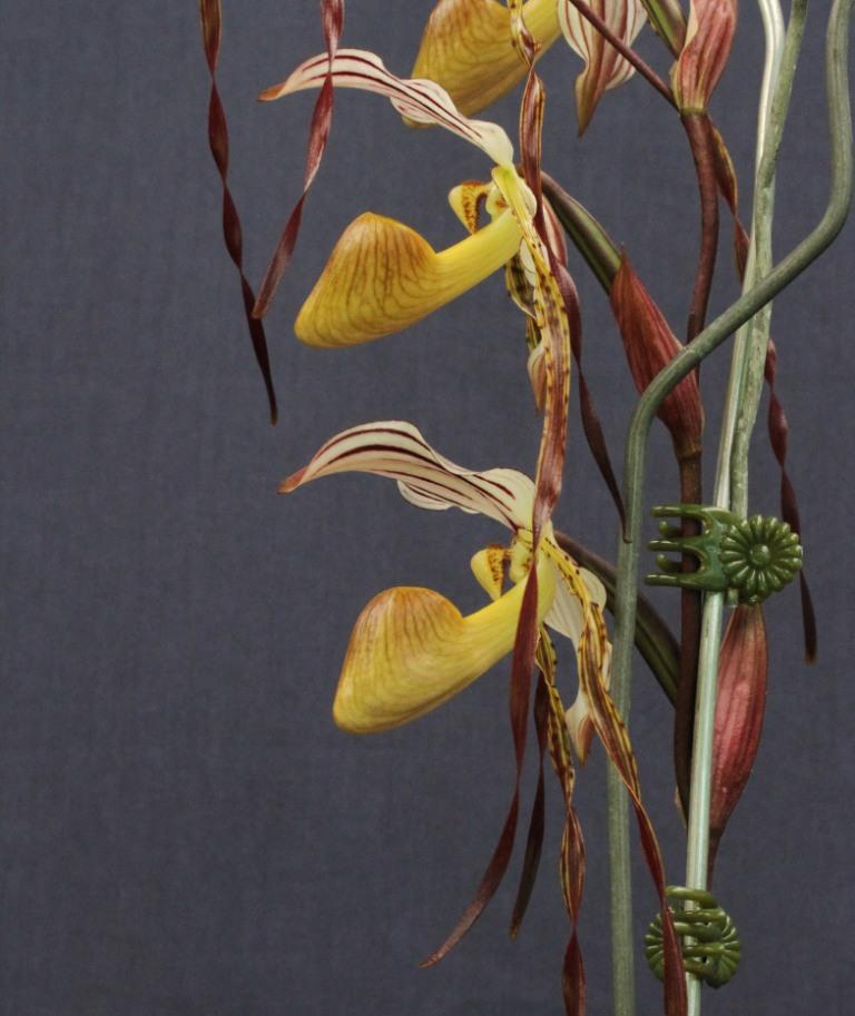 Paphiopedilum Mount Toro - photo 2