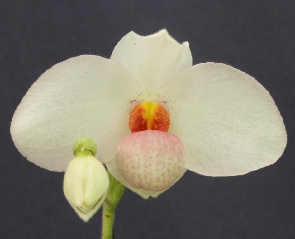 Paph Joyce Hasegawa