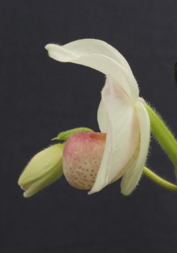 Paphiopedilum Joyce Hasegawa - photo 2