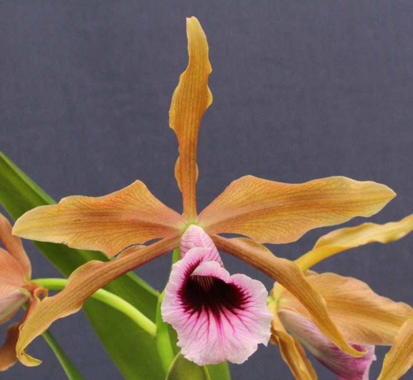 Cattleya tenebrosa