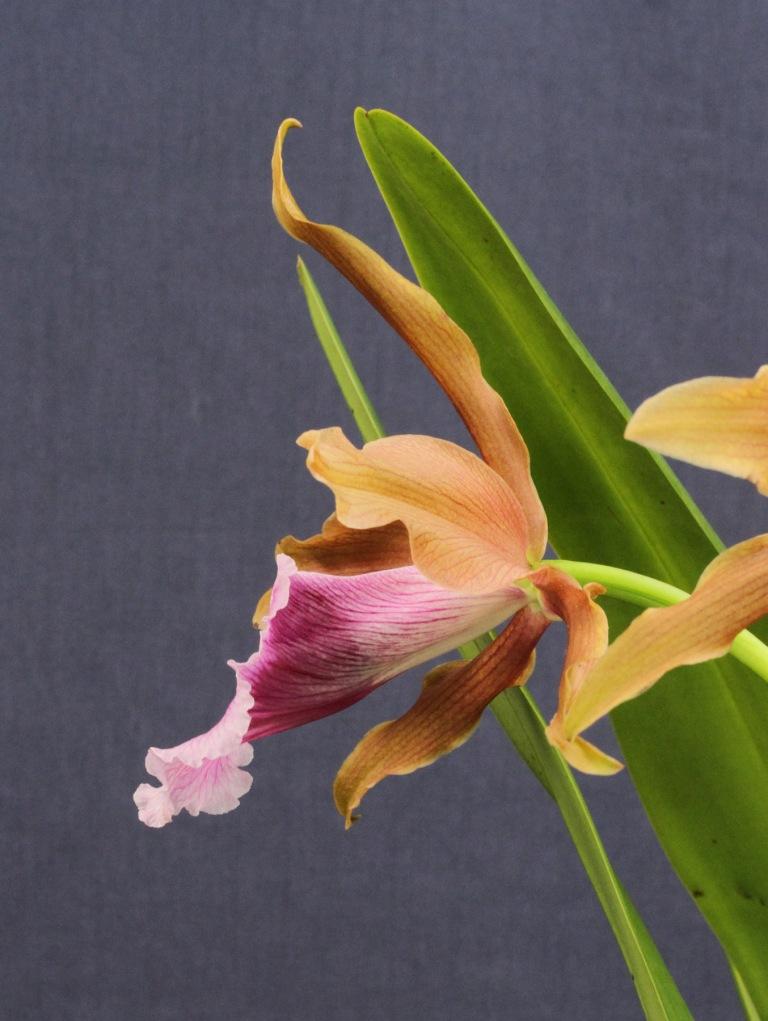 Cattleya tenebrosa - photo 2