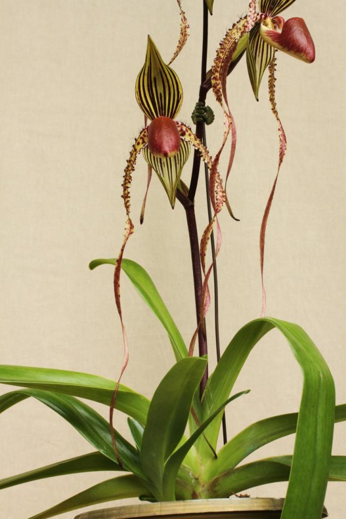 Paph Prince Edward of York