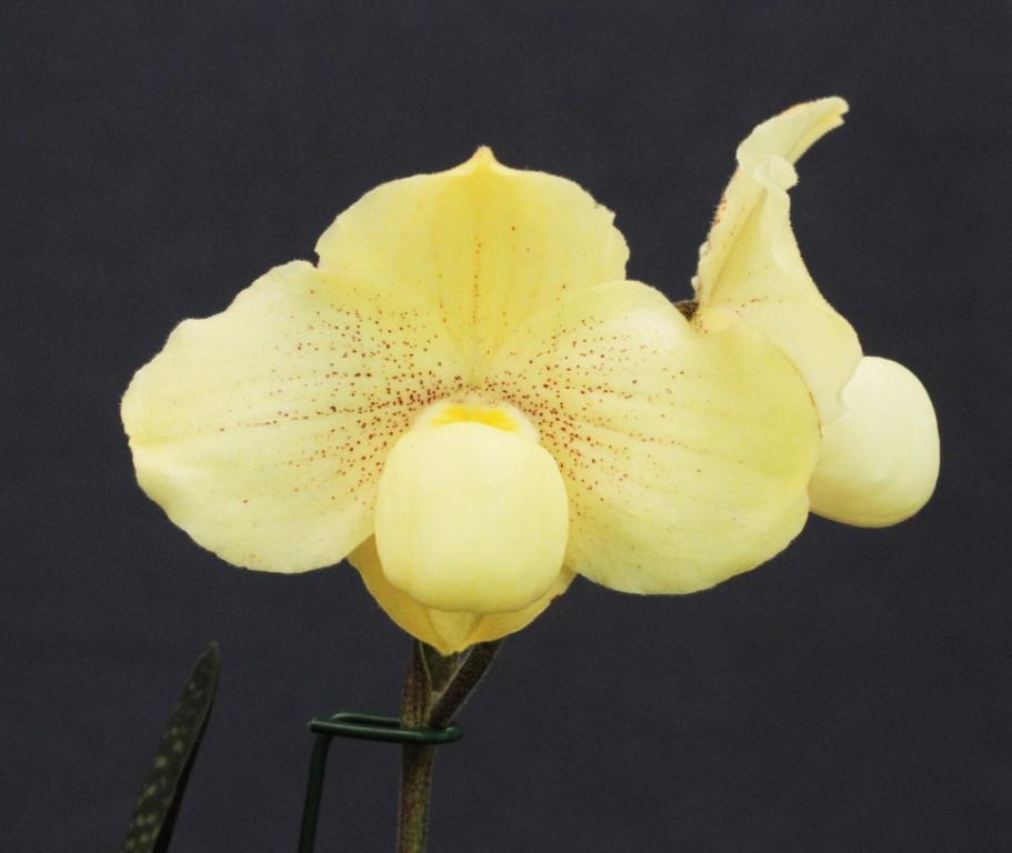 Paph Doctor Jack