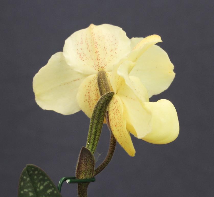 Paphiopedilum Doctor Jack - photo 2