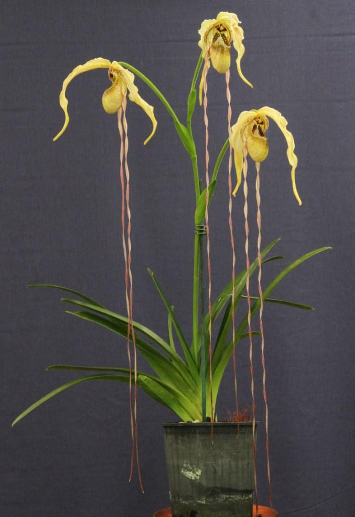 Phragmipedium caudatum