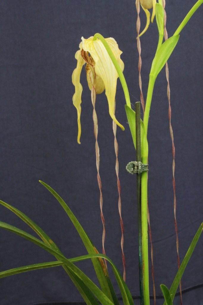 Phragmipedium caudatum - photo 2