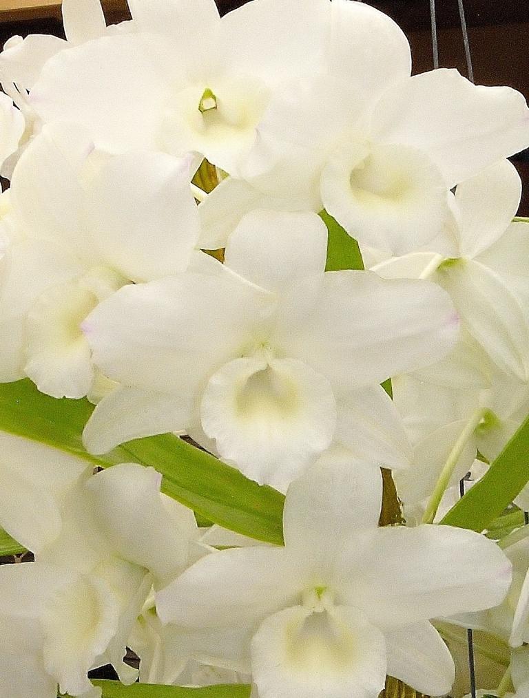 Den Hawaiian Princess