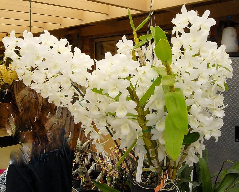 Den Hawaiian Princess