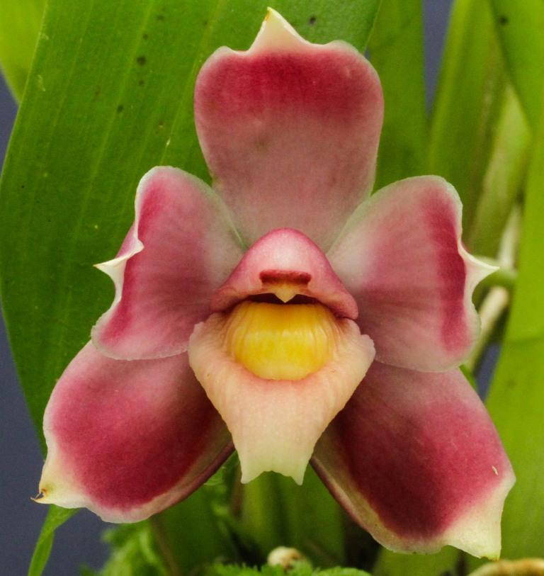 Pescatoria ecuadorana