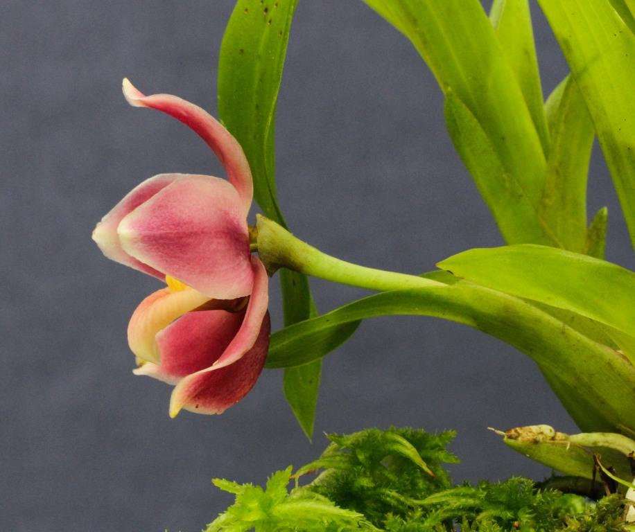 Pescatoria ecuadorana - photo 2