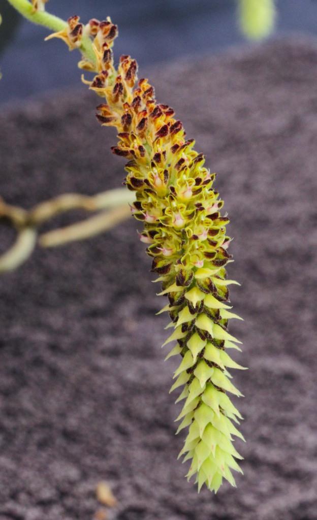 Cleisomeria lanata - photo 2