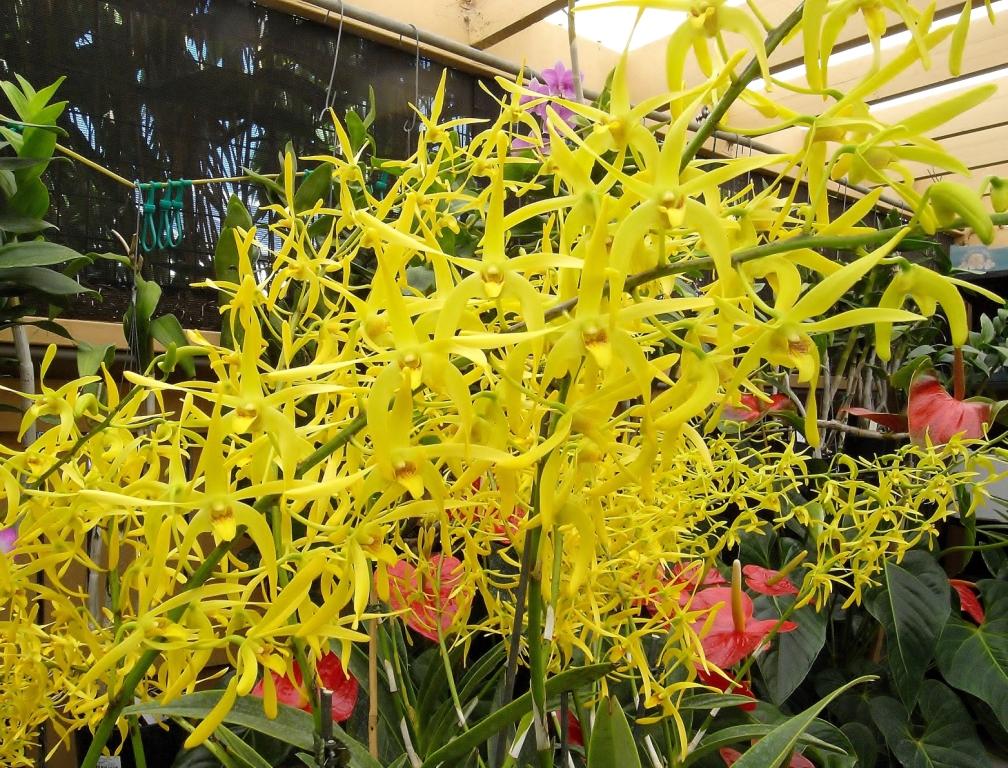 Dendrobium Our Native - photo 2