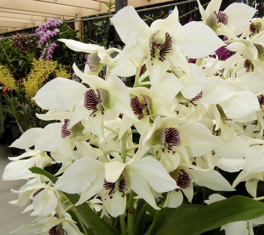 Dendrobium Roy Tokunaga - photo 2