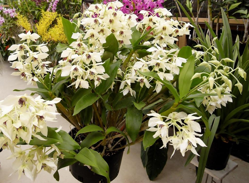 Dendrobium Roy Tokunaga - photo 2