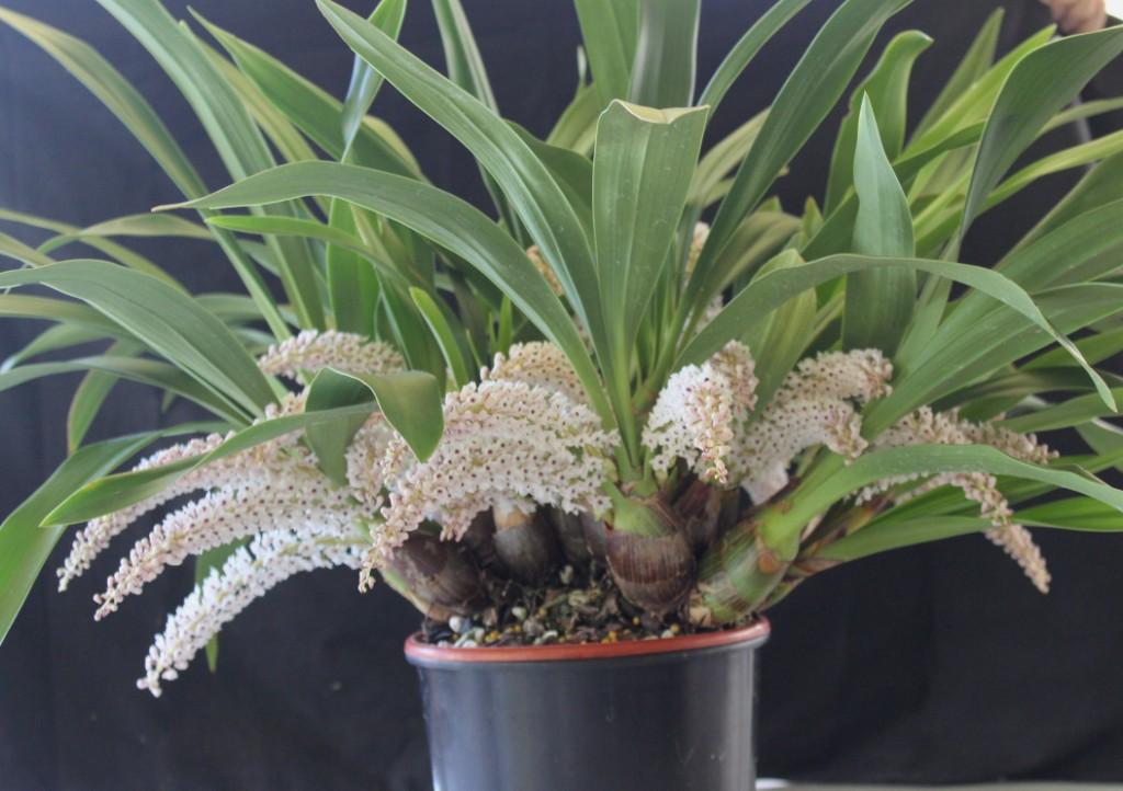 Pinalia rhynchostyloides