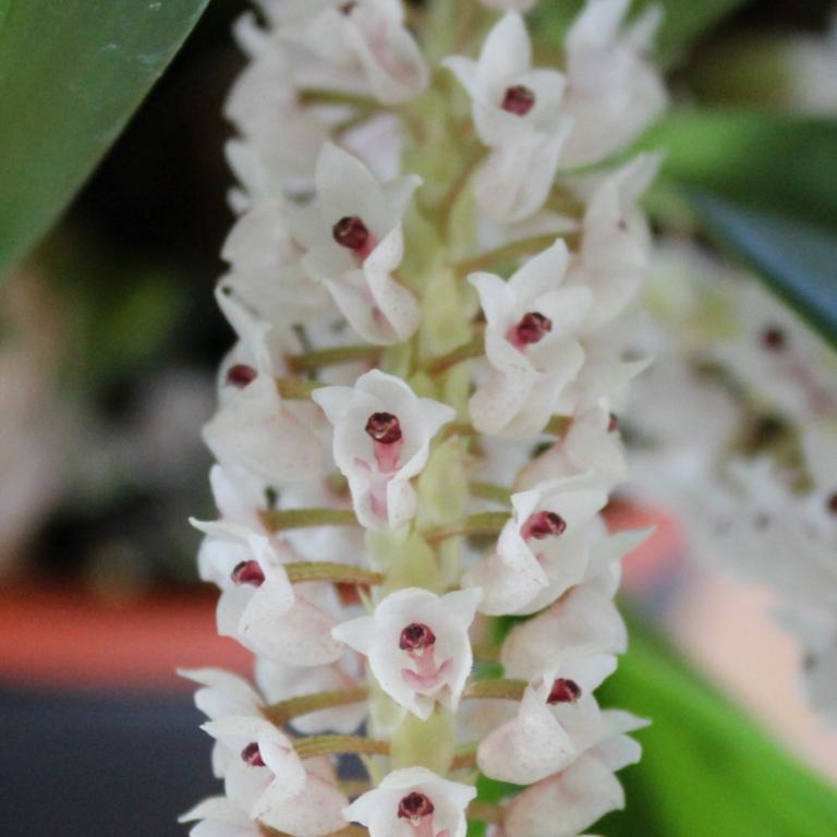 Pinalia rhynchostyloides - photo 2