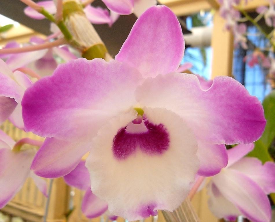 Den Larapinta Barbara