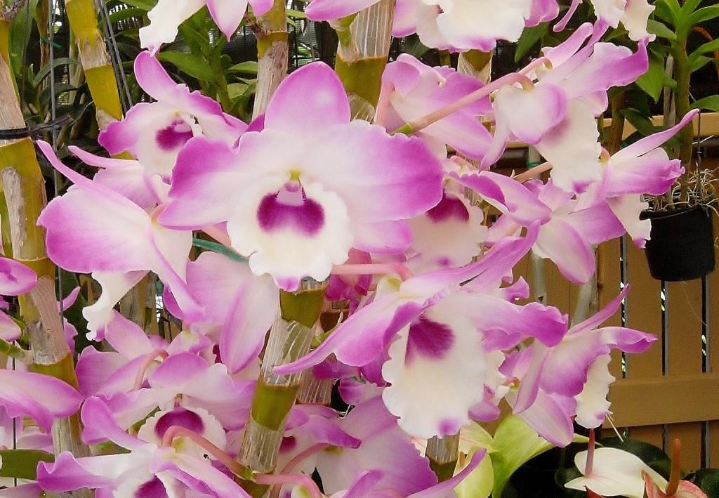 Dendrobium Larapinta Barbara - photo 2