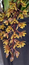 Cymbidium suave - photo 2