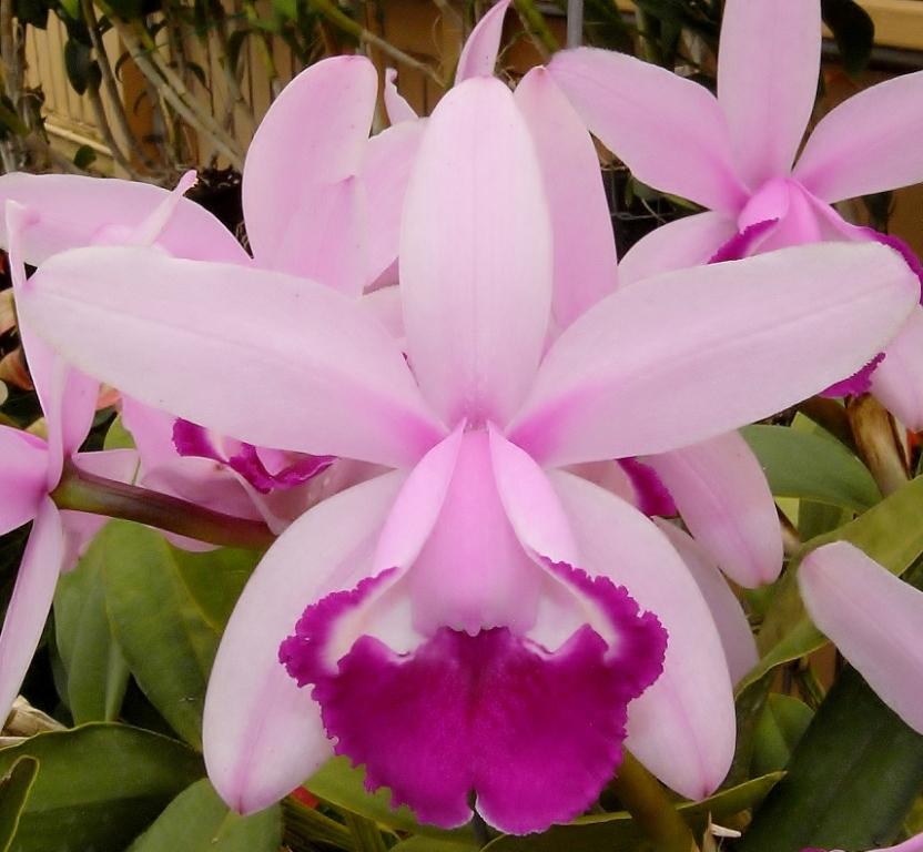 Cattleya intermedia
