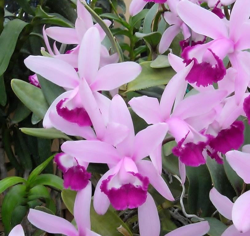 Cattleya intermedia - photo 2