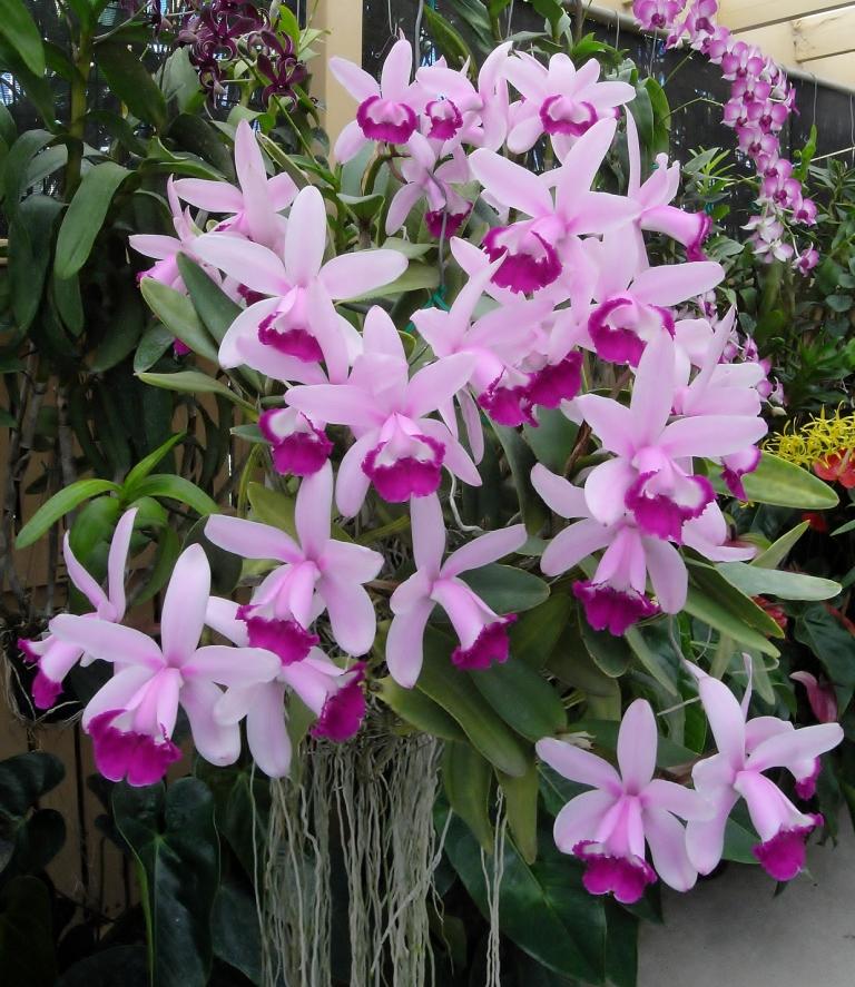 Cattleya intermedia