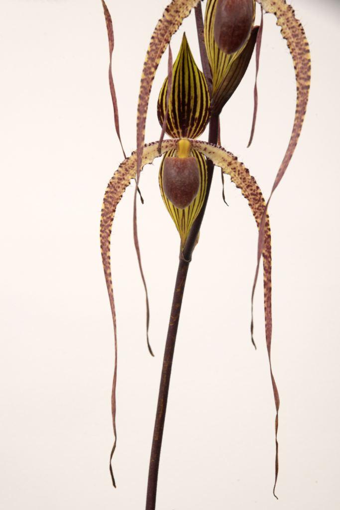 Paph Crowning Glory