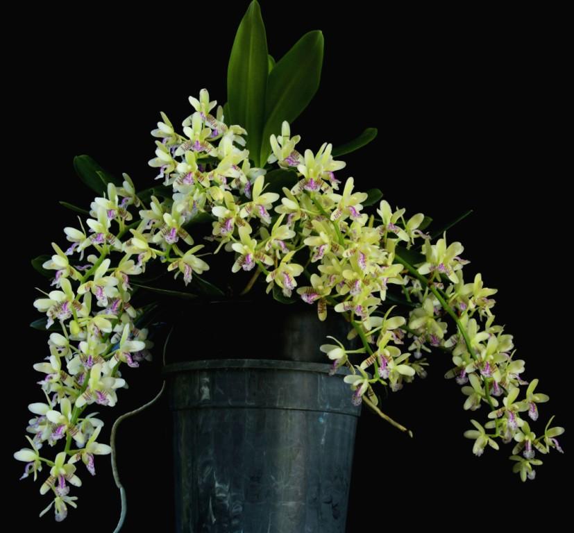 Phalaenopsis japonica