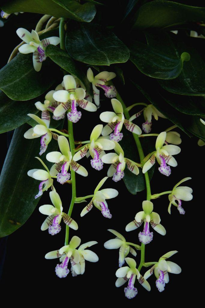 Phalaenopsis japonica - photo 2