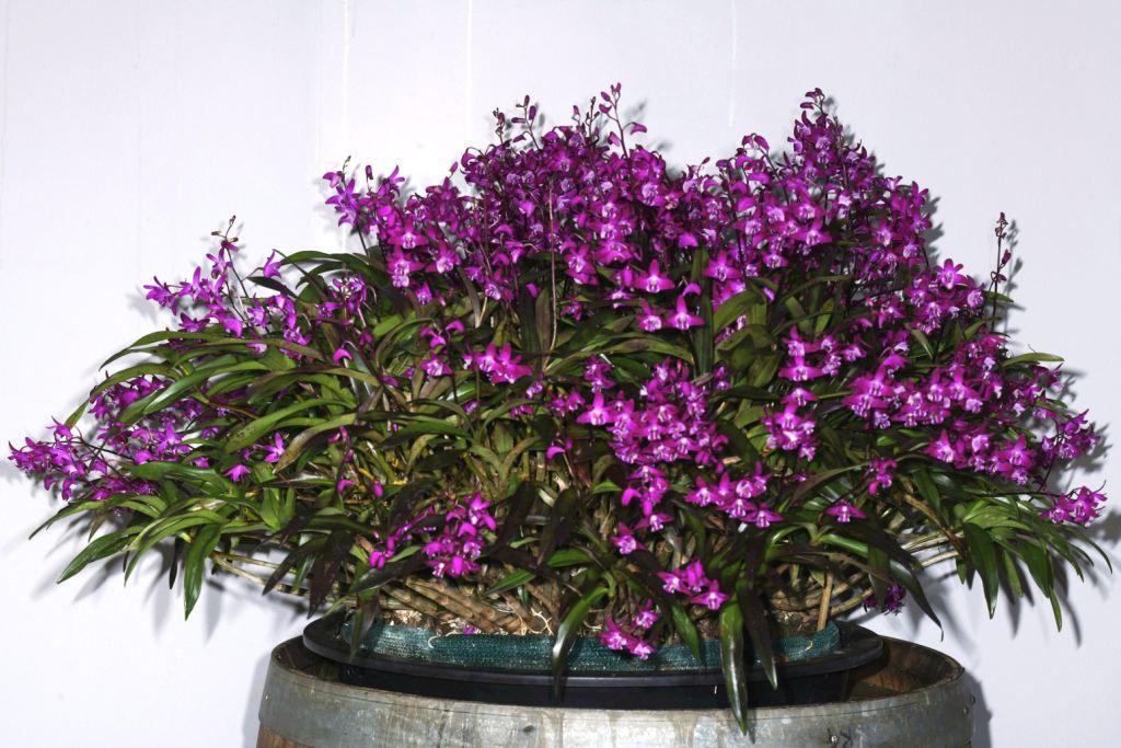 Dendrobium kingianum