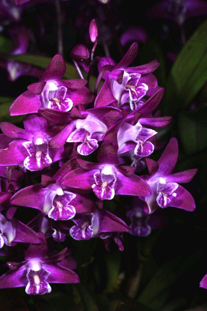 Dendrobium kingianum var. pulcherrimum - photo 2