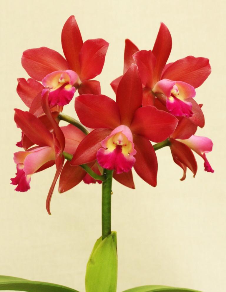 Cattlianthe Gerard Nappert - photo 2