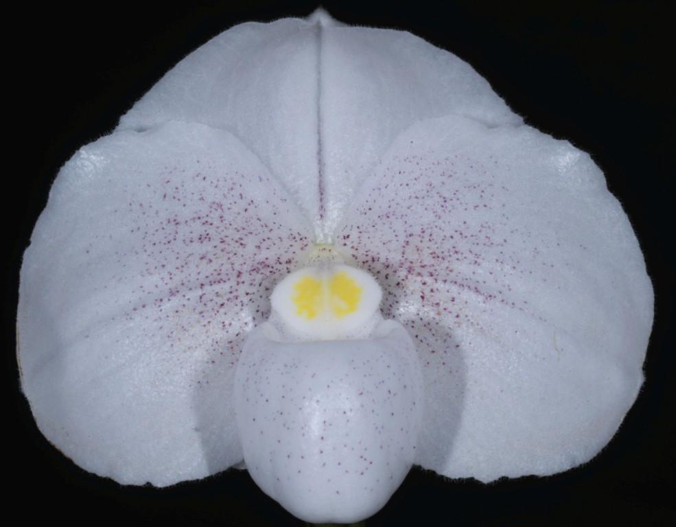 Paphiopedilum niveum