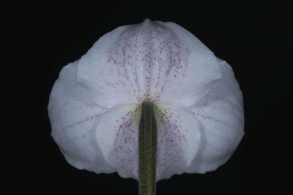 Paphiopedilum niveum - photo 2