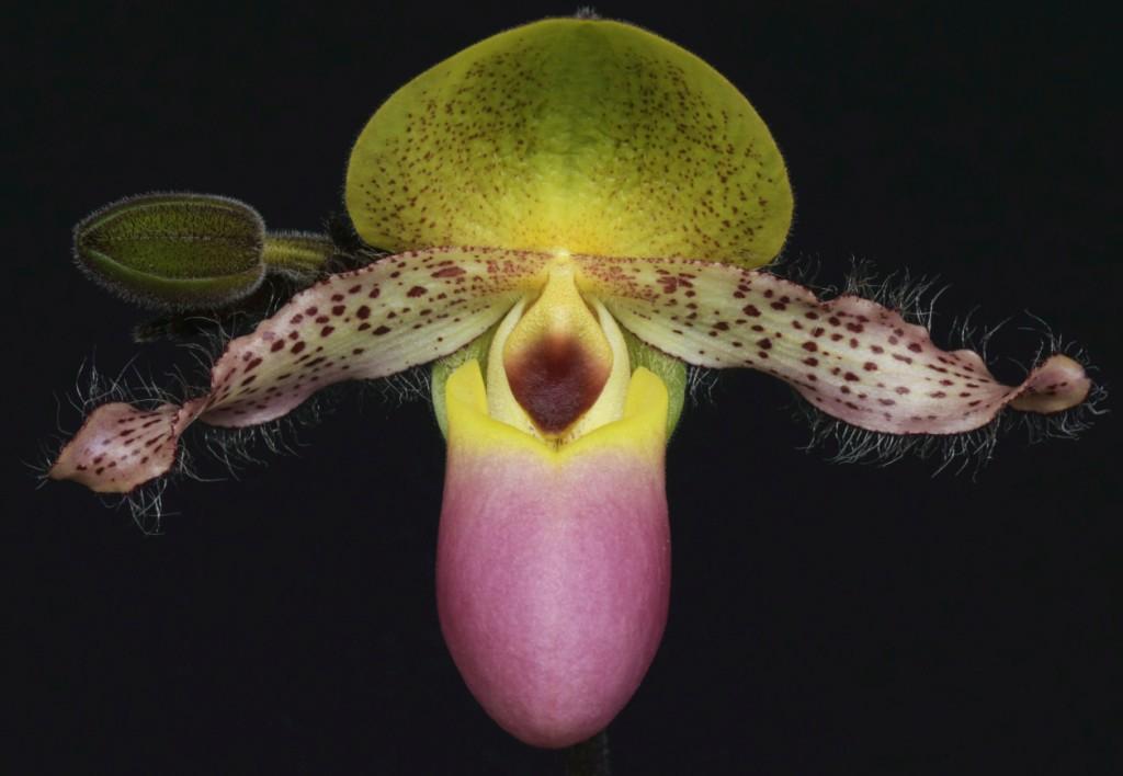 Paphiopedilum moquetteanum