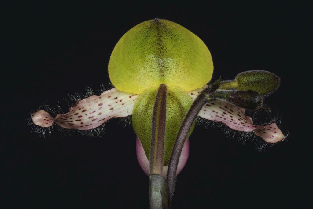 Paphiopedilum moquetteanum - photo 2